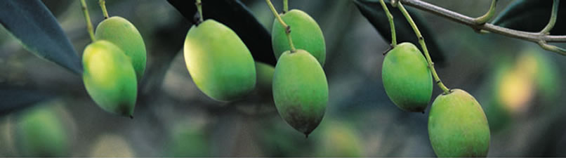 Olive Oil Making