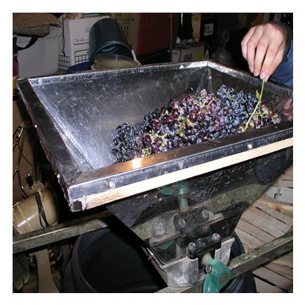 Destemming Wine Grapes