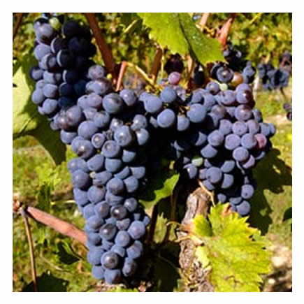 Sangiovese