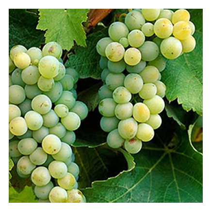 Sauvignon Blanc